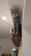 “Cats don’t have facial expressions”