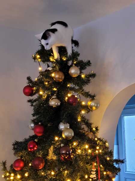 Is there a way to deter my cat from climbing and lying in my Christmas tree?!