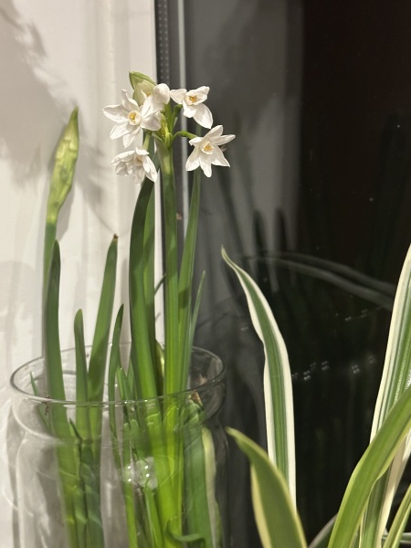 Poncetastic Christmas 2025