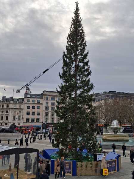 Trafalgar Square Christmas tree embarrassment