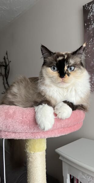 Was anyone else daft enough to take on an unspayed cat?