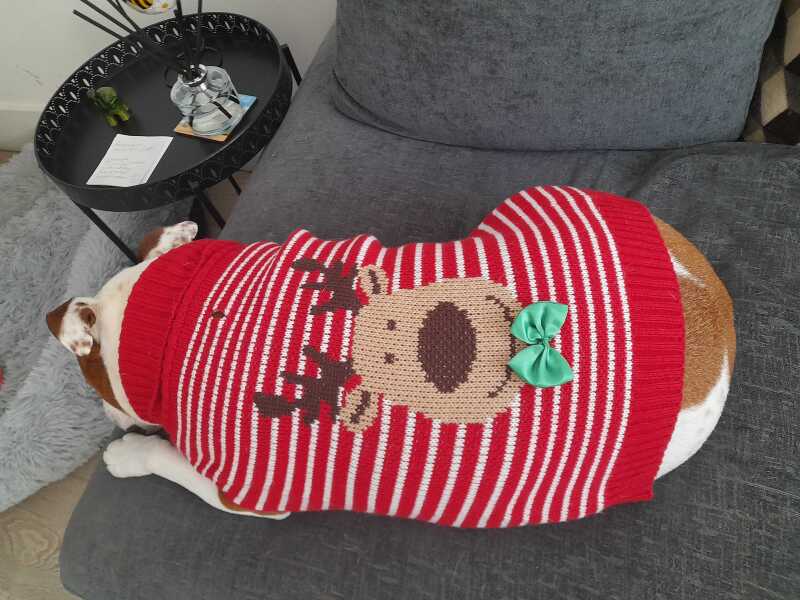 How is your dog ruining Christmas (light hearted!)