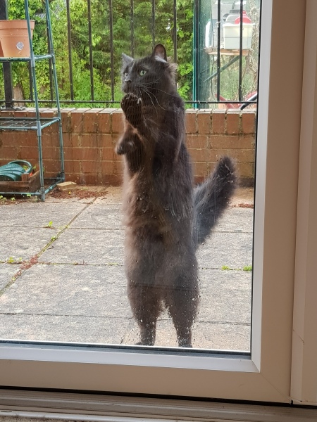 What’s your cat’s routine, with going outside/being let in for the night, etc?