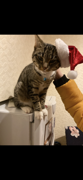 To really like tabby cats