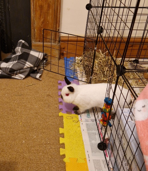 Ex charging daughter for animal supplies