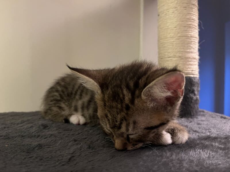 Cat calming plug in- odour