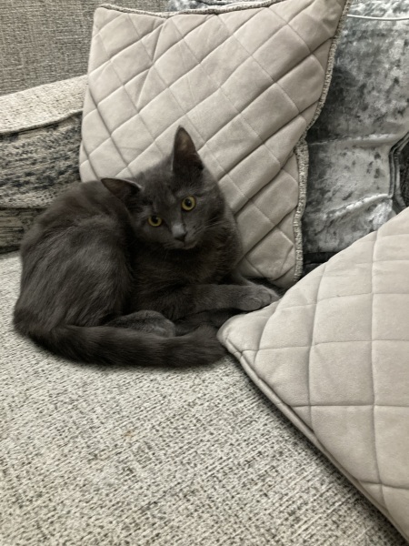 Is your pet getting a Christmas present?