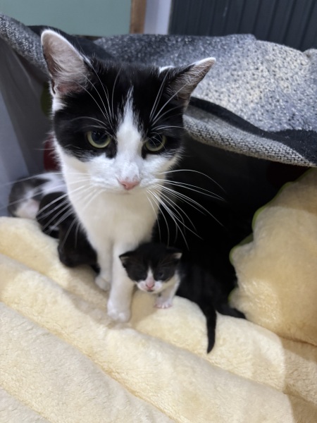 Who wants to wait whilst my kittens are born!