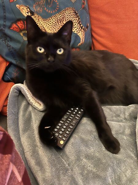 Has anyone discovered a really good cat toy?