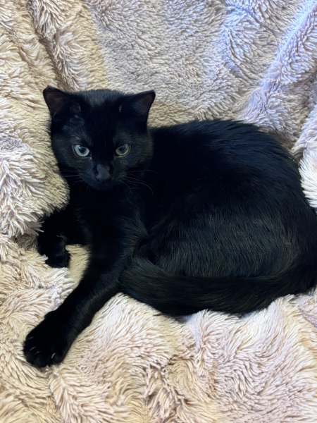 Where to find a new kitten?