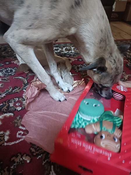 Is your pet getting a Christmas present?