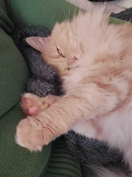 The Nigel Slater Christmas Chronicles Readalong 2025 - Part 3