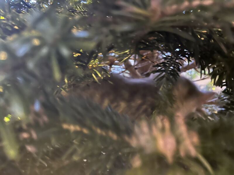 Is there a way to deter my cat from climbing and lying in my Christmas tree?!