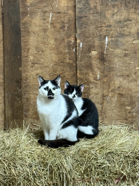 Feral cat and kitten woes