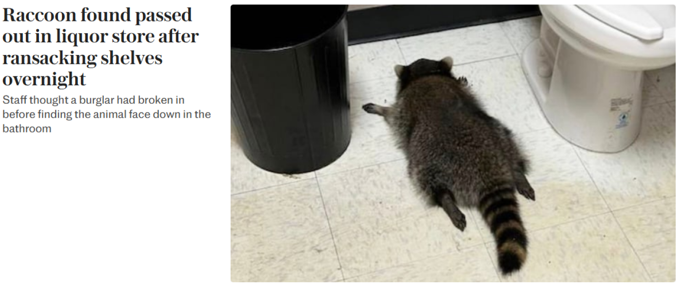 The Bluestocking: it's the season of mulled wine, conversations about pineapple and, of course, gerbils. Confused? You will be...