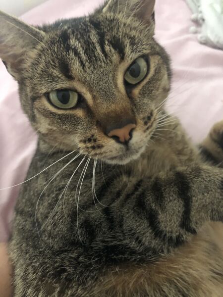 To really like tabby cats