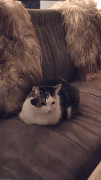 To really like tabby cats
