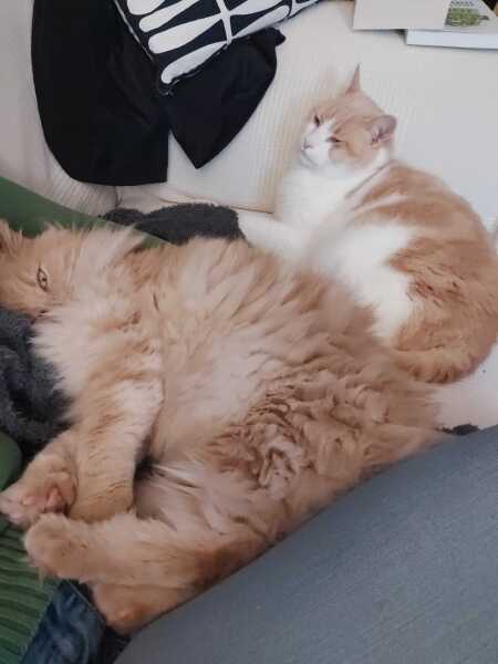 The Nigel Slater Christmas Chronicles Readalong 2025 - Part 3