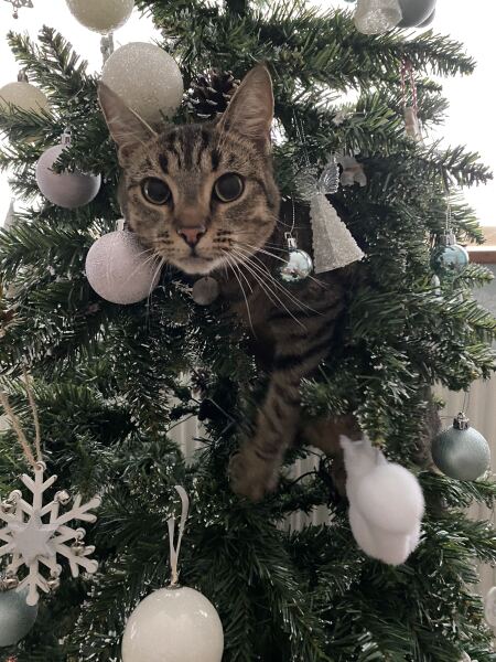 Is there a way to deter my cat from climbing and lying in my Christmas tree?!