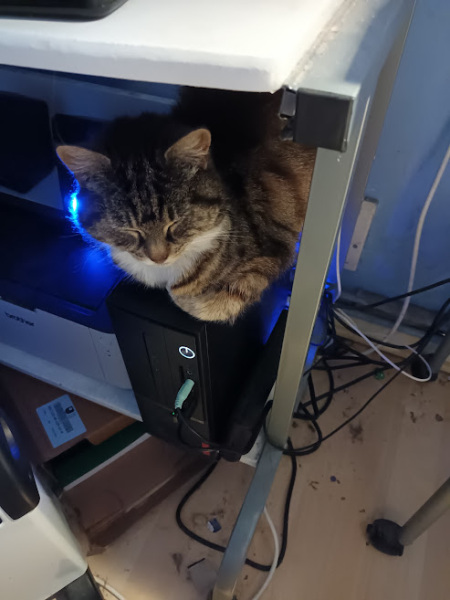 To really like tabby cats