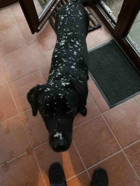 How is your dog ruining Christmas (light hearted!)
