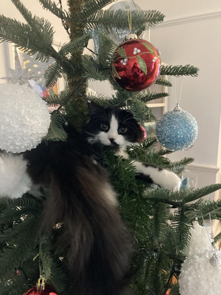 Is there a way to deter my cat from climbing and lying in my Christmas tree?!