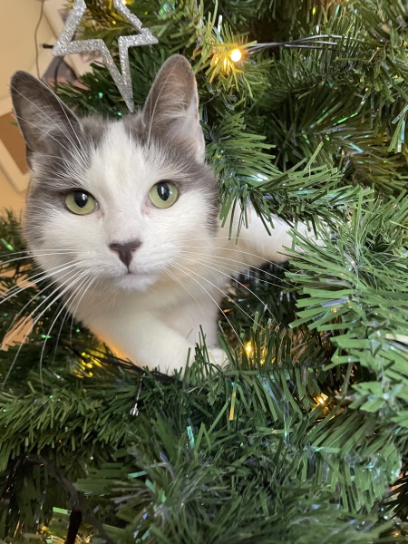 Is there a way to deter my cat from climbing and lying in my Christmas tree?!
