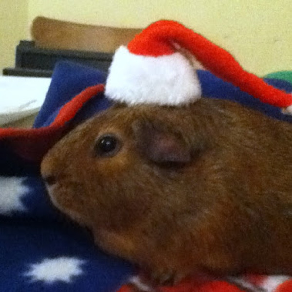 Is your pet getting a Christmas present?
