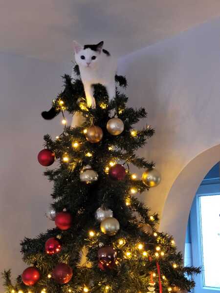 Is there a way to deter my cat from climbing and lying in my Christmas tree?!