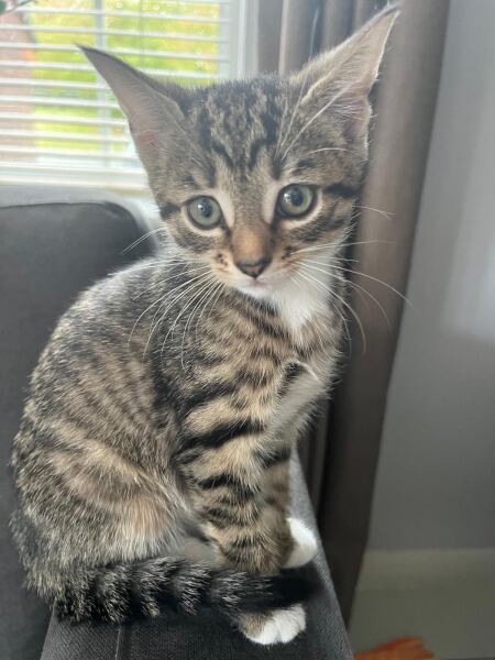 To really like tabby cats