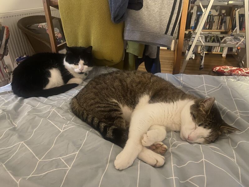 To really like tabby cats