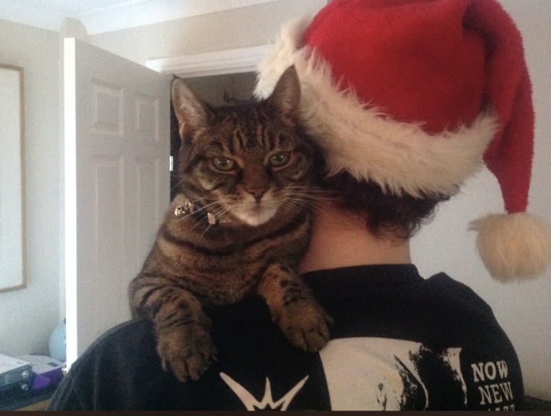 To really like tabby cats