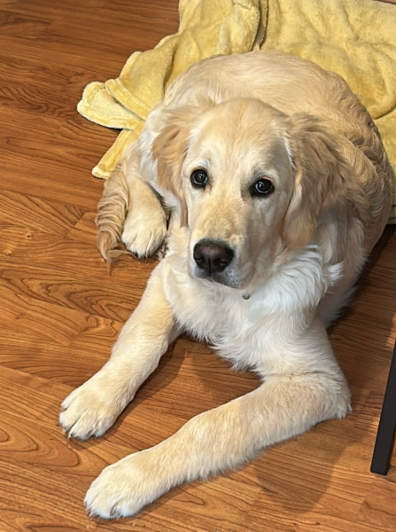 Puppy Survival Thread Autumn 2025 - all welcome!