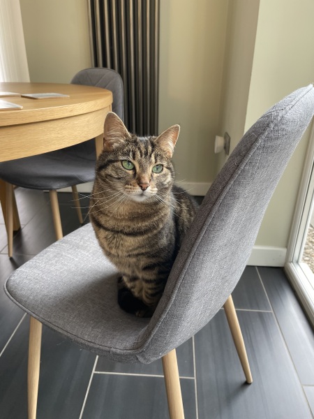 To really like tabby cats