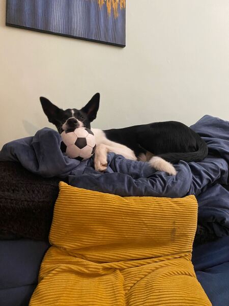 Puppy Survival Thread Autumn 2025 - all welcome!