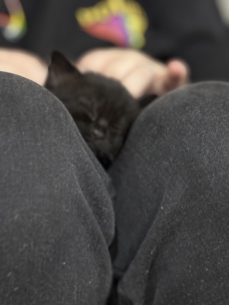 Who wants to wait whilst my kittens are born!