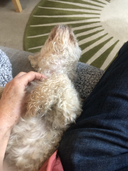 Advice on setting a dog please