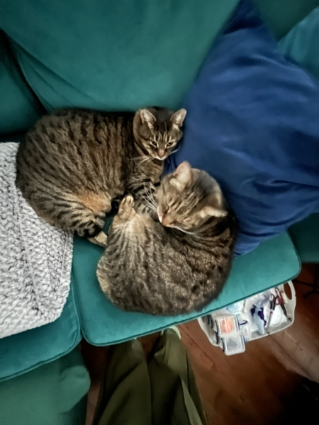 To really like tabby cats