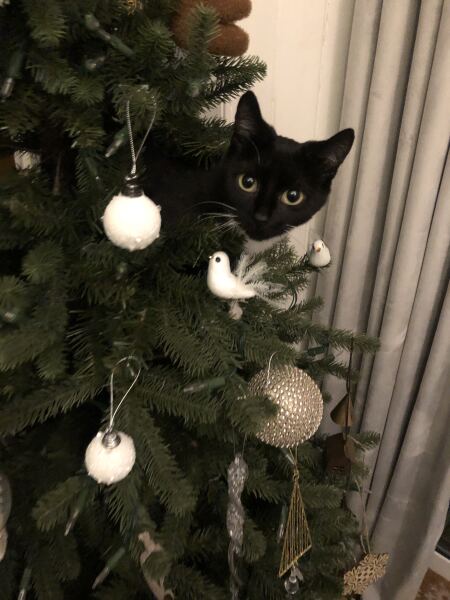 Is there a way to deter my cat from climbing and lying in my Christmas tree?!