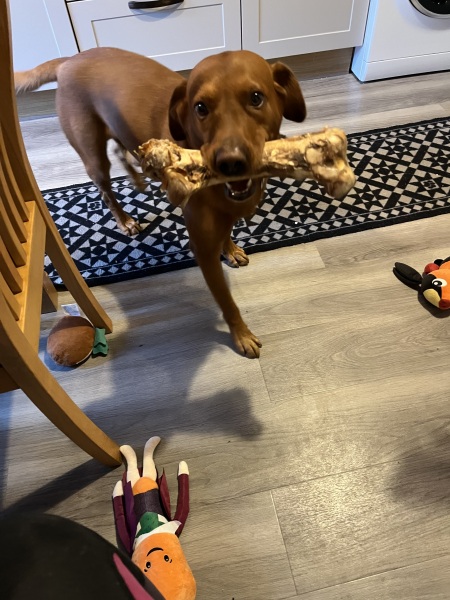 Is your pet getting a Christmas present?