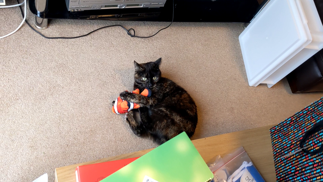 Has anyone discovered a really good cat toy?