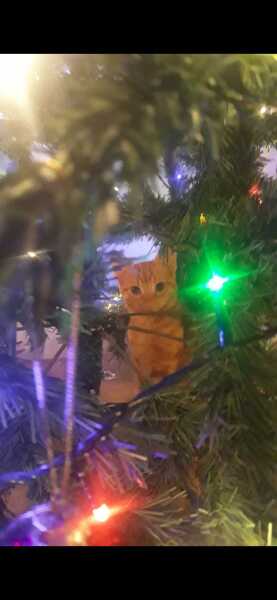 Is there a way to deter my cat from climbing and lying in my Christmas tree?!