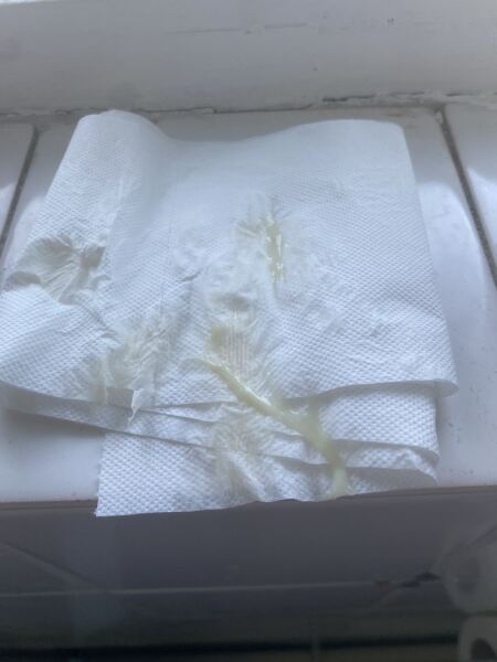 37+4 mucus plug? TMI WARNING