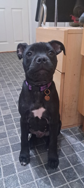 Puppy Survival Thread Autumn 2025 - all welcome!