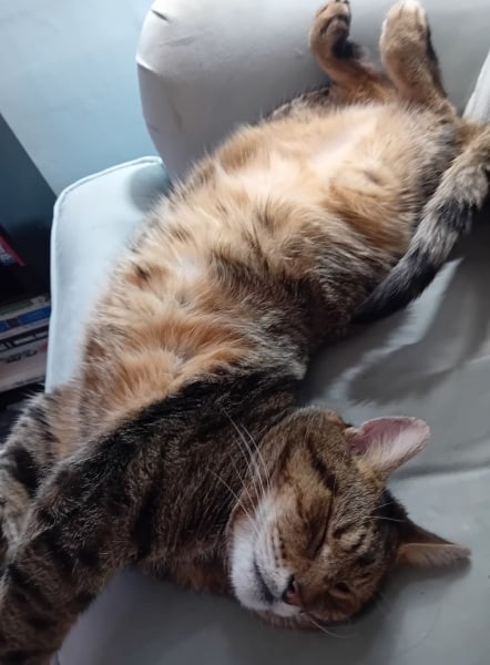 To really like tabby cats