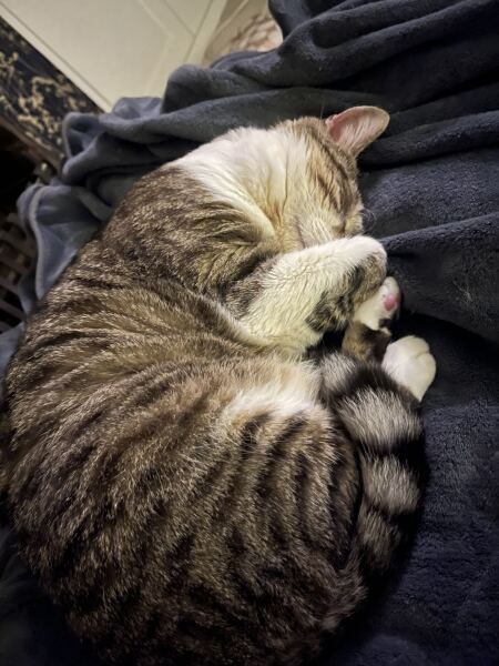To really like tabby cats