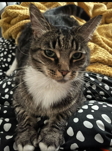 To really like tabby cats