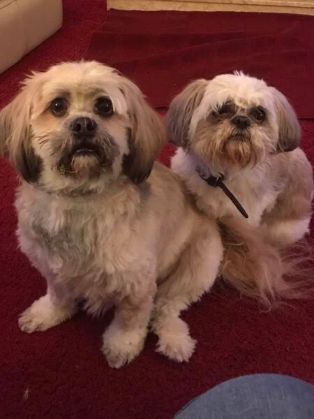 Think we’re losing our elderly Shih Tzu today