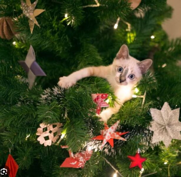 Did anyone do a shrouded / veiled Christmas tree this year?