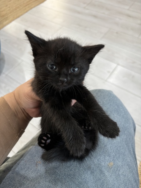 Who wants to wait whilst my kittens are born!